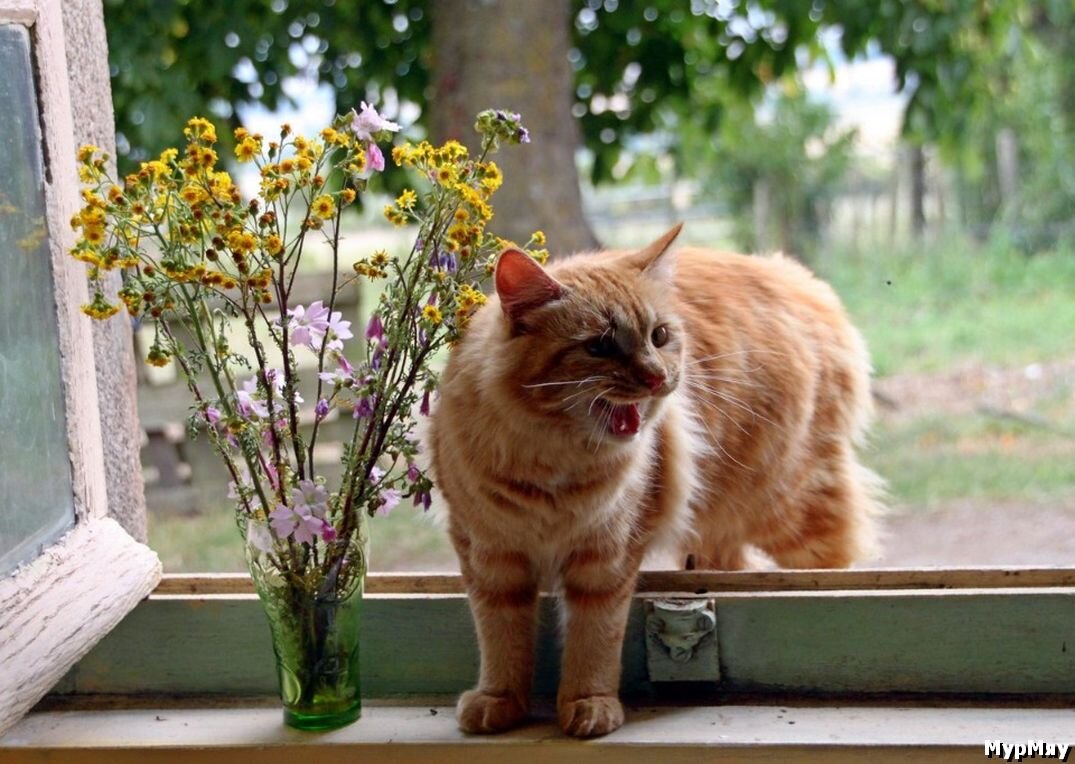 Эй, где Вы все я пришел? Кормите меня