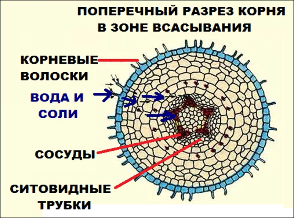 Поперечный срез корня в зоне всасывания. Зоны корня ОГЭ биология. 3 зоны корня