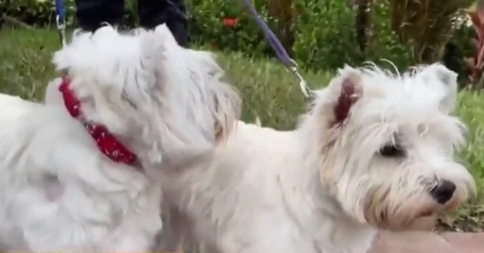 Вест-хайленд-терьеры по кличке : Медведь и Робин