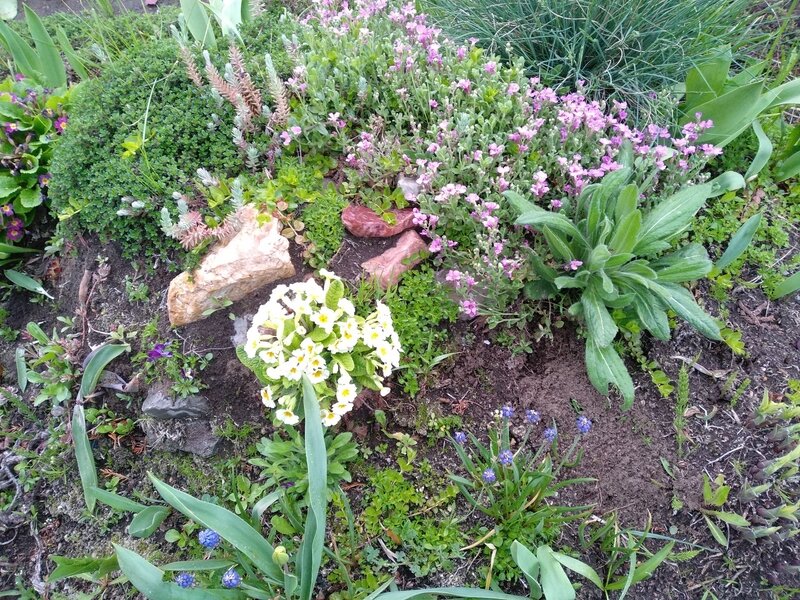 Рокарий весной