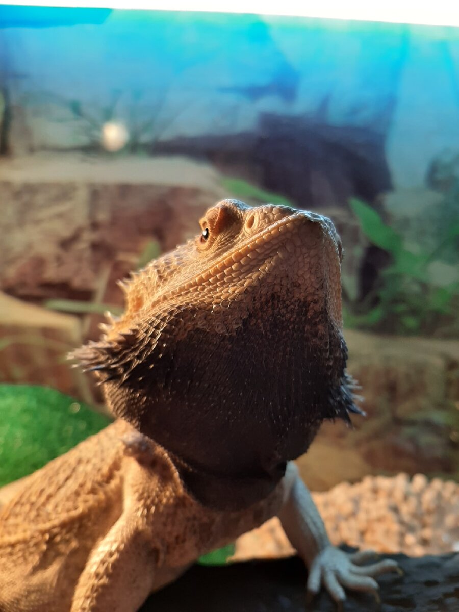 Бородатая агама. Гамыч. Личное фото.