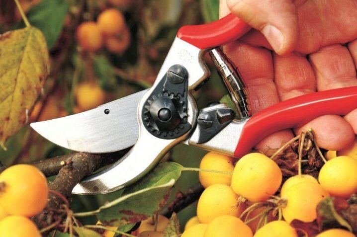 Фото из интернета