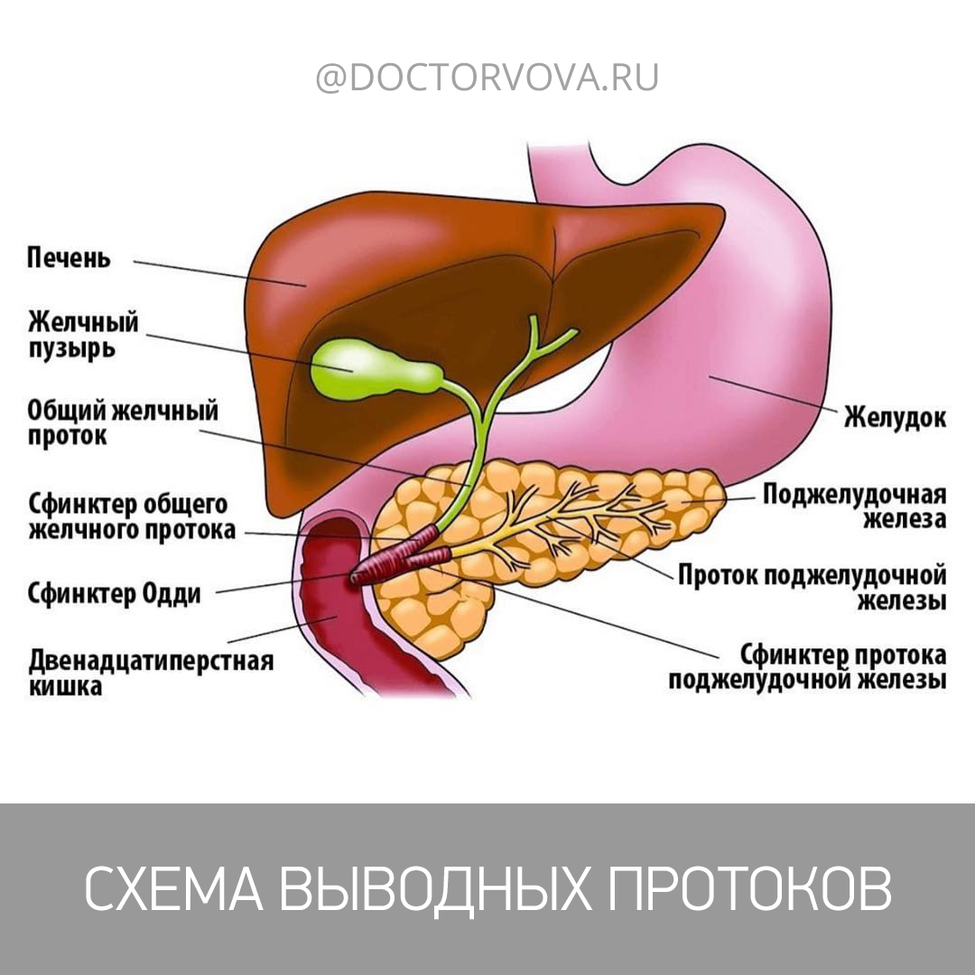 Боли в кишечнике и печени