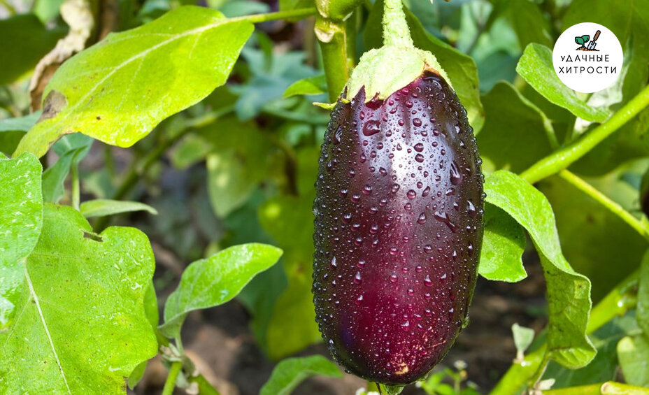 Как выращивать баклажаны. Важные правила обильного урожая