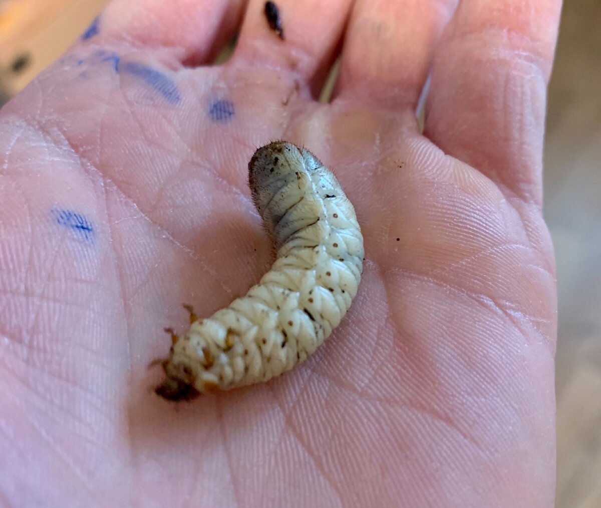 Самый мерзкий сон в моей жизни