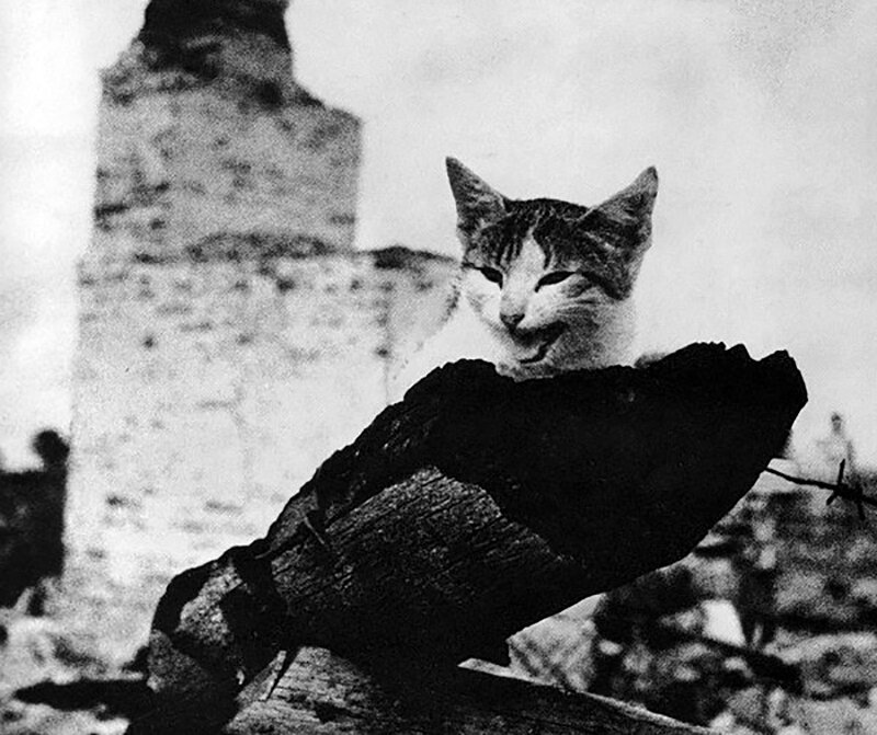 Котики во время Войны