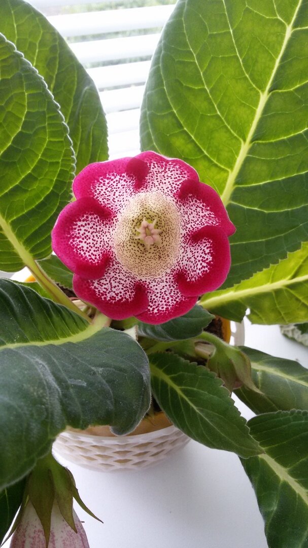 Глоксиния,  первый распустившийся цветок.