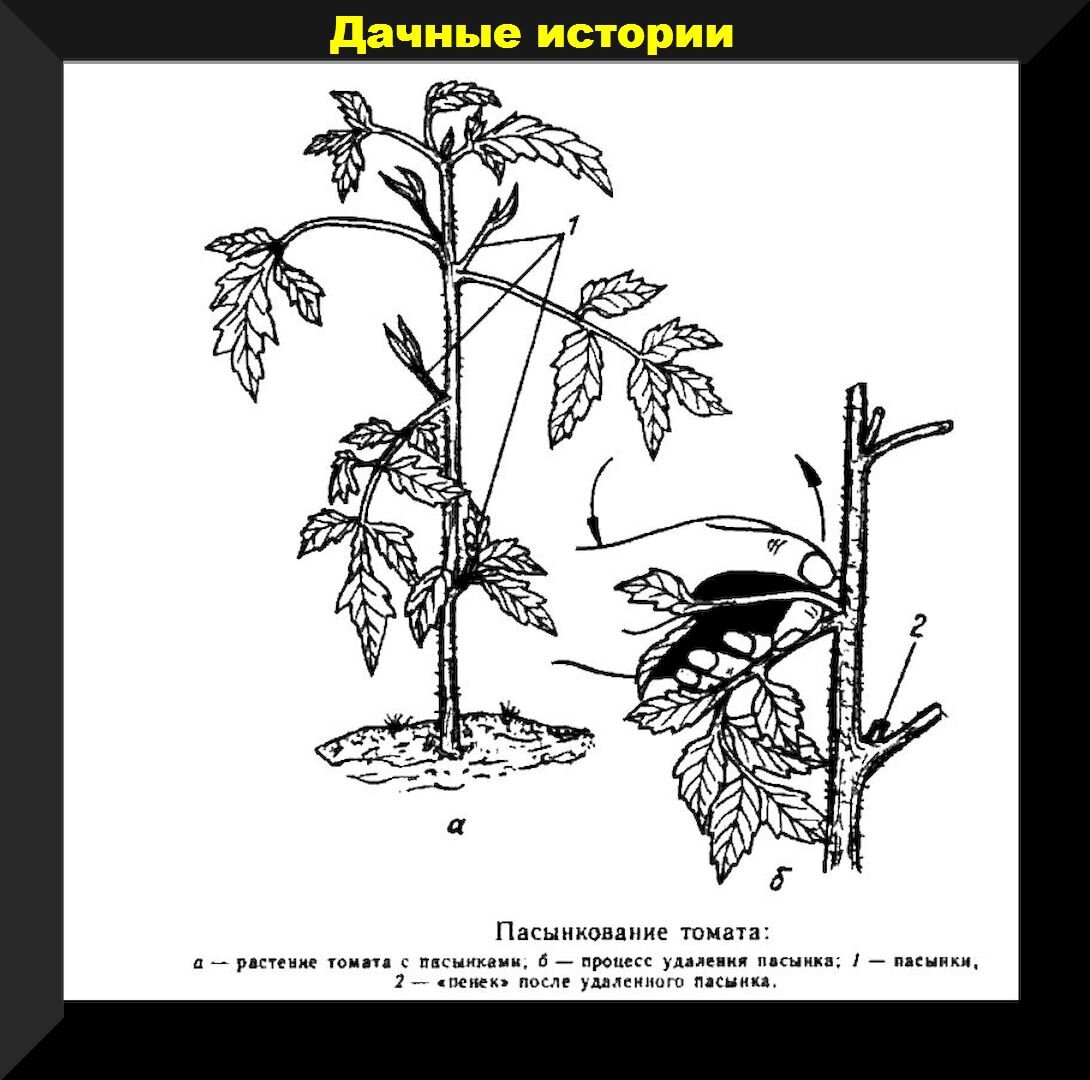 Обрезка помидоров в теплице при цветении. Схема пасынкования помидоров. Пасынкование помидор. Пасынкование высокорослых томатов. Правильное пасынкование томатов.