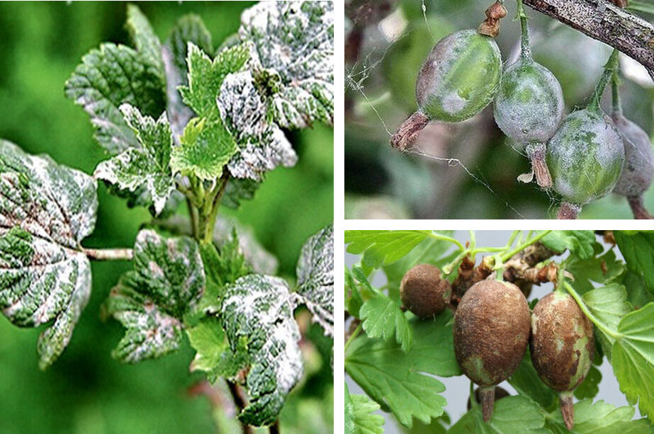 Мучнистая роса на крыжовнике. Фото с Яндекс.картинки