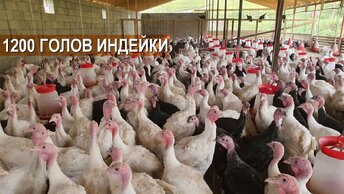 1200 голов. БИЗНЕС ПО ВЫРАЩИВАНИЮ ИНДЕЙКИ. Фермерское хозяйство Магомедова Заура.