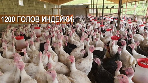 1200 голов. БИЗНЕС ПО ВЫРАЩИВАНИЮ ИНДЕЙКИ. Фермерское хозяйство Магомедова Заура.