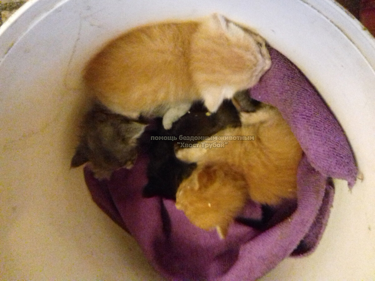 Кому ведро котят?)