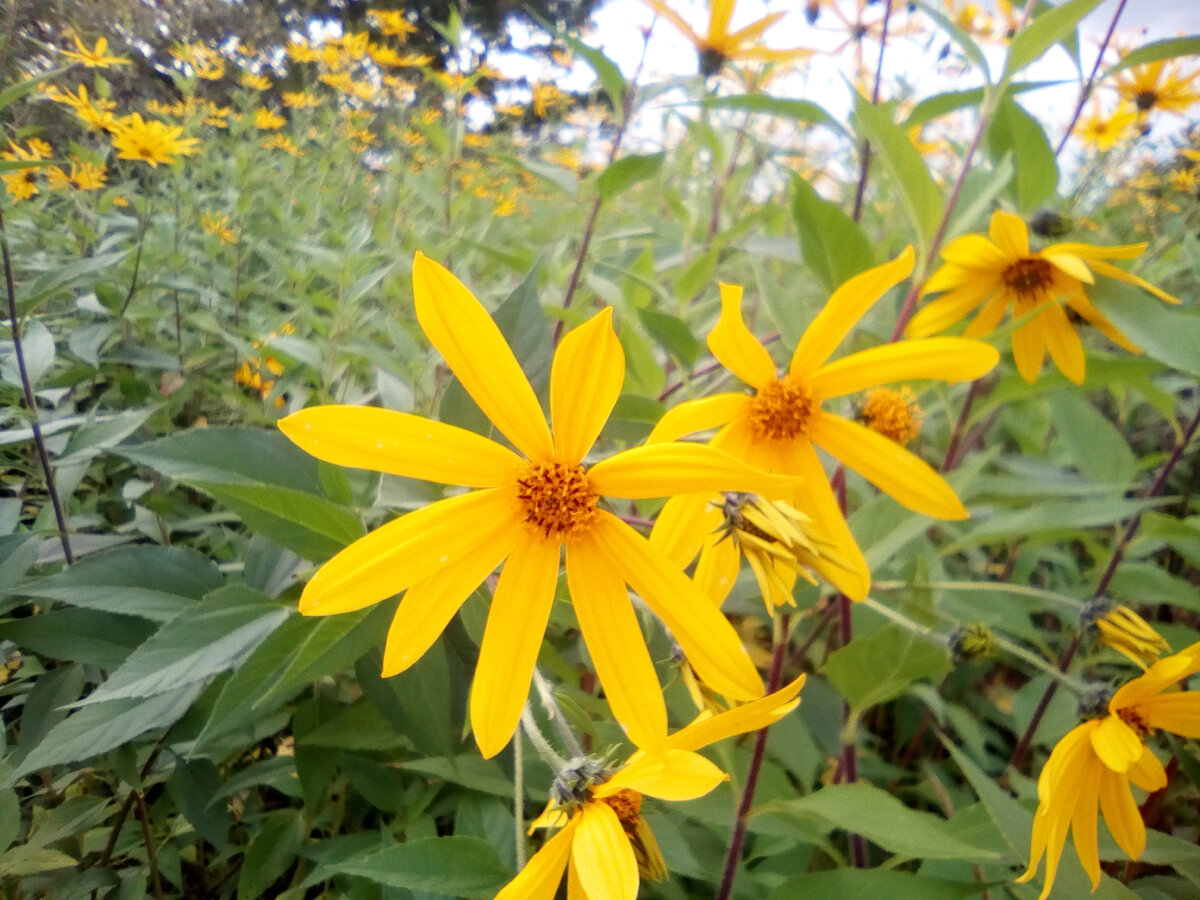 5 Edible Perennials You Can Plant This Fall -- And Enjoy For Decades Plantas, Ja