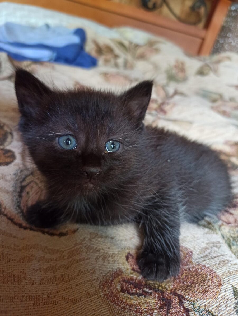 Ласковые и спокойные малыши, котята ищут дом! 🏡 Москва и МО | Кошки и  собаки в добрые руки! 🏡 | Дзен