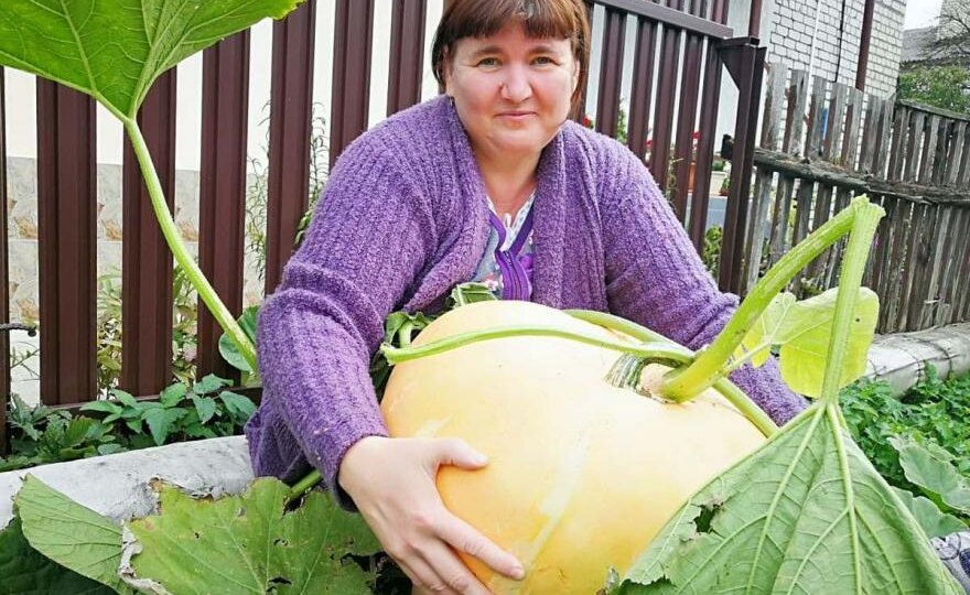 «Придется вывозить на тачке!» Огромную тыкву на огороде в Вилейке вырастила Ирина Балковская