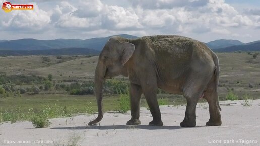 Пани Магда на прогулке) Слониха наслаждается природой.
