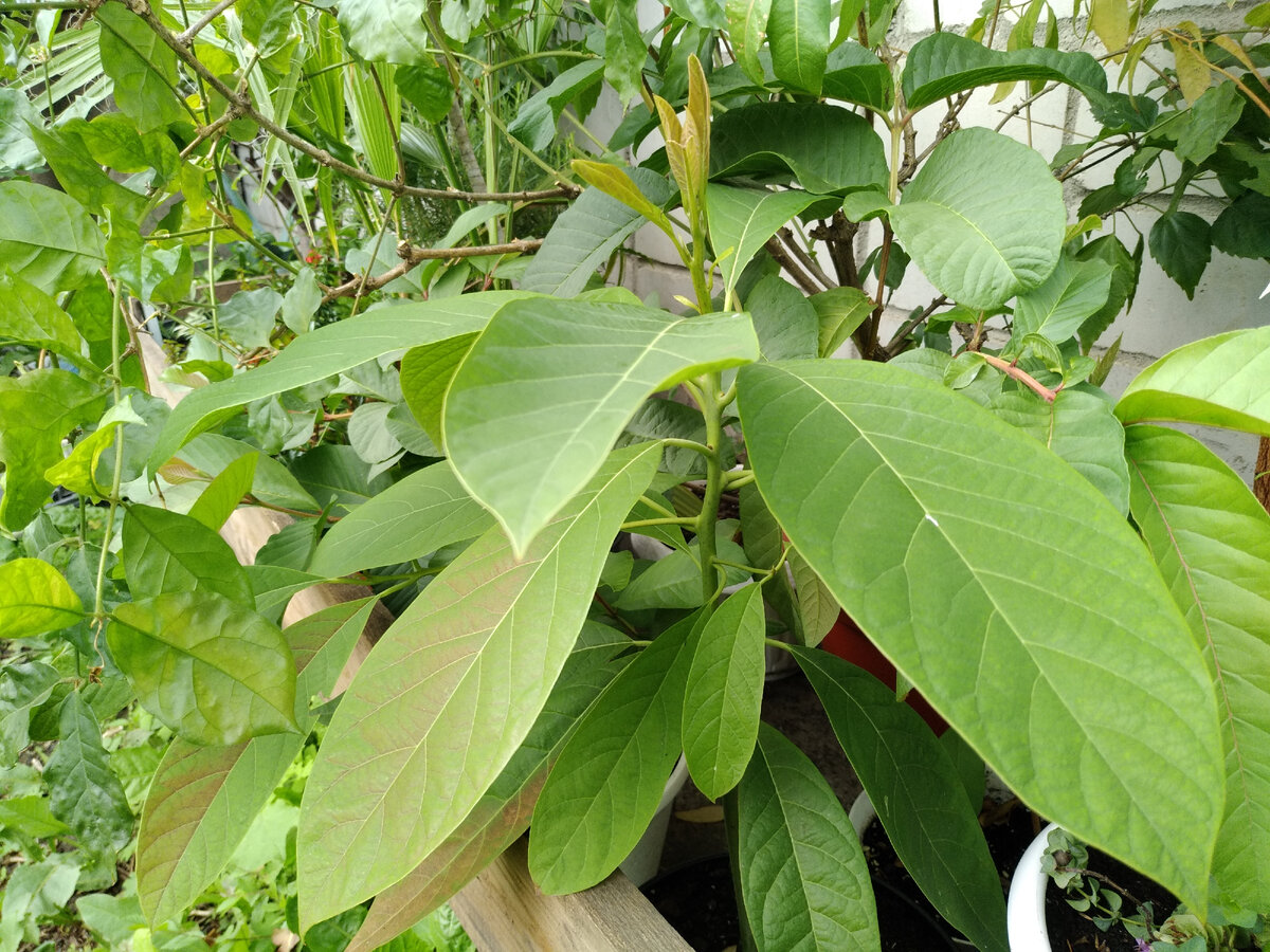 Авокадо засыхают. Аннона сквамоза. Аннона. Annona squamosa Purple Fruit. Leaves with a million benefits Википедия.