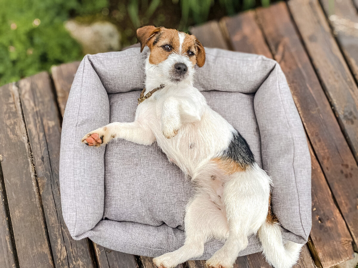 Комфортная лежанка станет излюбленным местом отдыха, где питомец сможет набраться сил после активных игр и прогулок. На фото лежанка прямоугольная «Кижи Гранд» Gamma (арт. 31932084).  