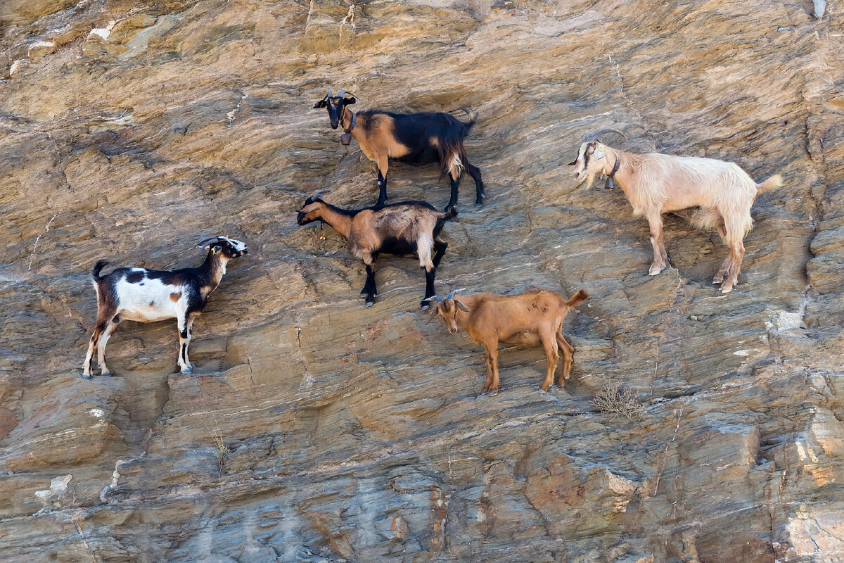 козы на отвесных скалах