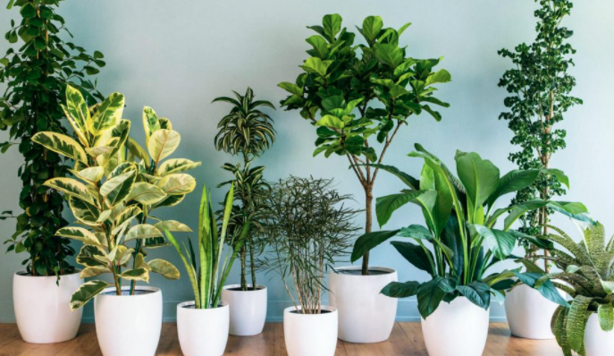 Как ухаживать за комнатными растениями