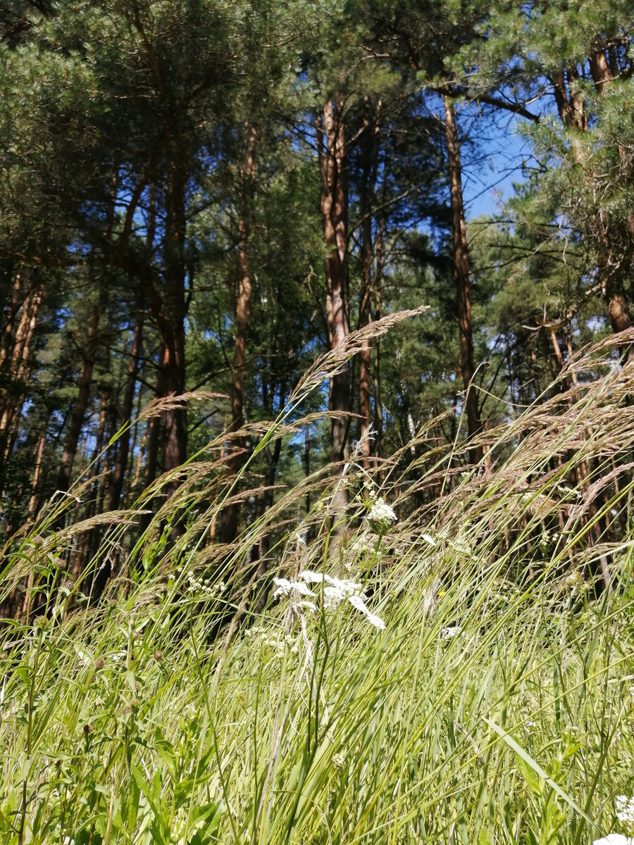 Луговой газон настоящий. Луг на краю леса