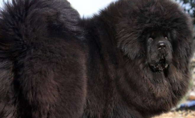 Тибетский мастиф