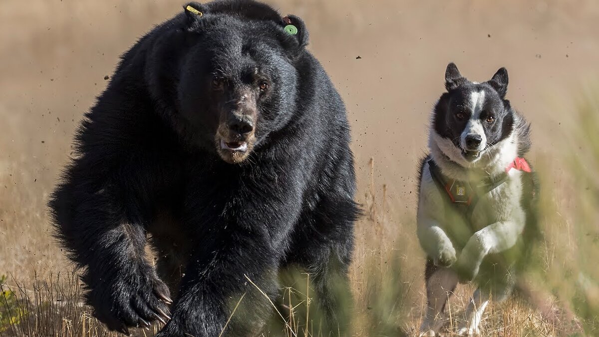 Порода Карельская медвежья собака и медведь