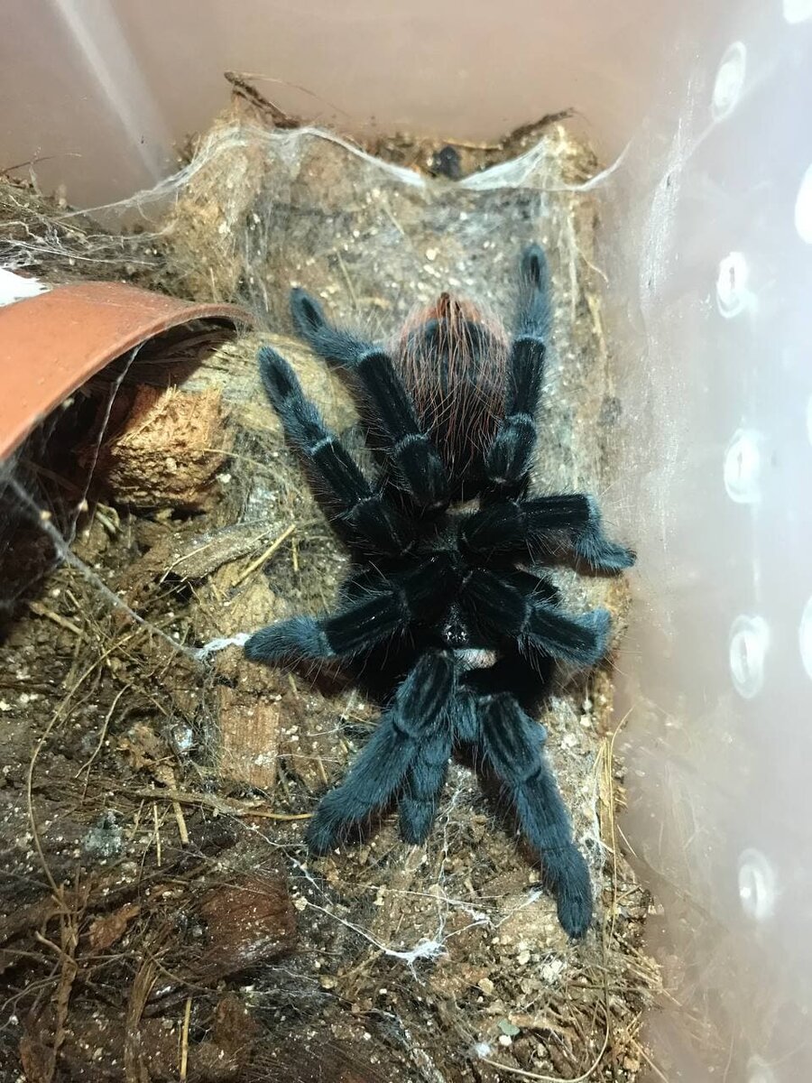 И да, наверное каждый кипер кайфует от свежих и ярких оттенков после линек пауков. Теперь как раз проверим эксперимент. Будем искать самку для нашего мальчика. Самку будем разгонять, а самца наоборот задержим до половозрелости.