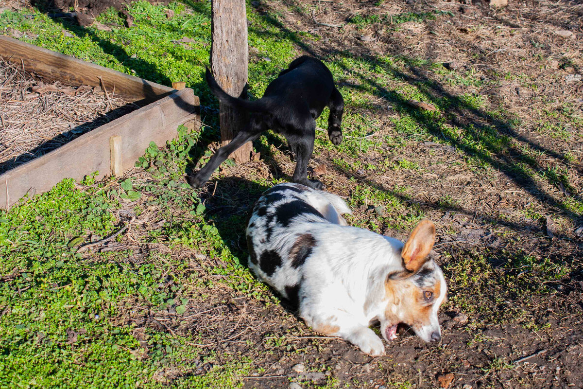 Снуп ищет чем бы подкормится, а Тильда уже нашла 