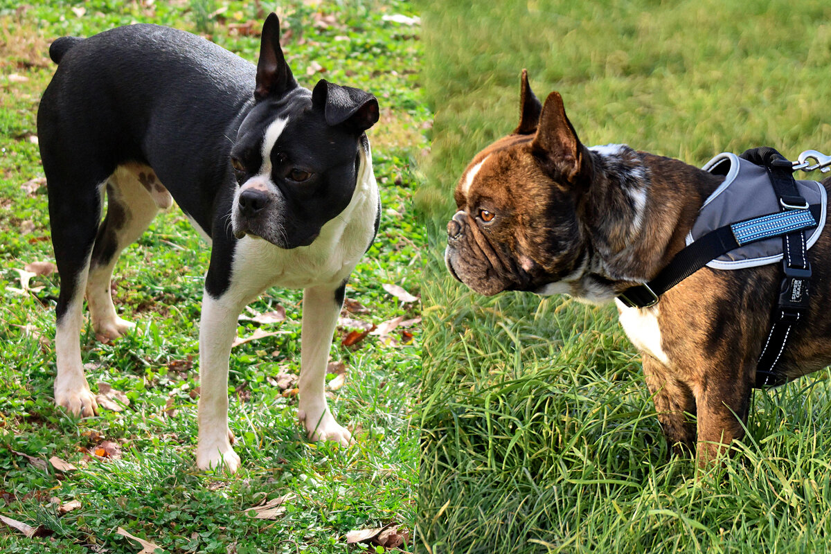 Бостон терьер и французский. Бостонский терьер vs французский бульдог. Бостонский терьер и французский бульдог. Бостонский терьер бульдог. Бостон терьер и французский.