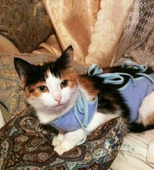 Маша на передержке после операции