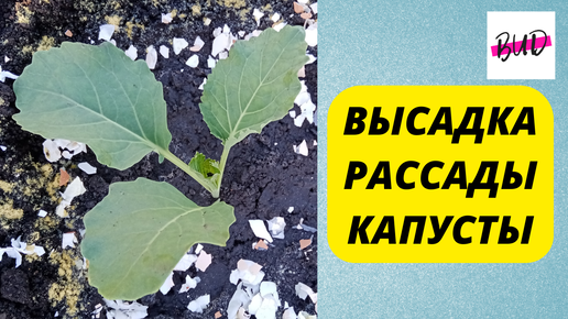 ВЫСАДКА РАССАДЫ КАПУСТЫ В ОТКРЫТЫЙ ГРУНТ. ПОДГОТОВКА ЛУНКИ К ПОСАДКЕ.