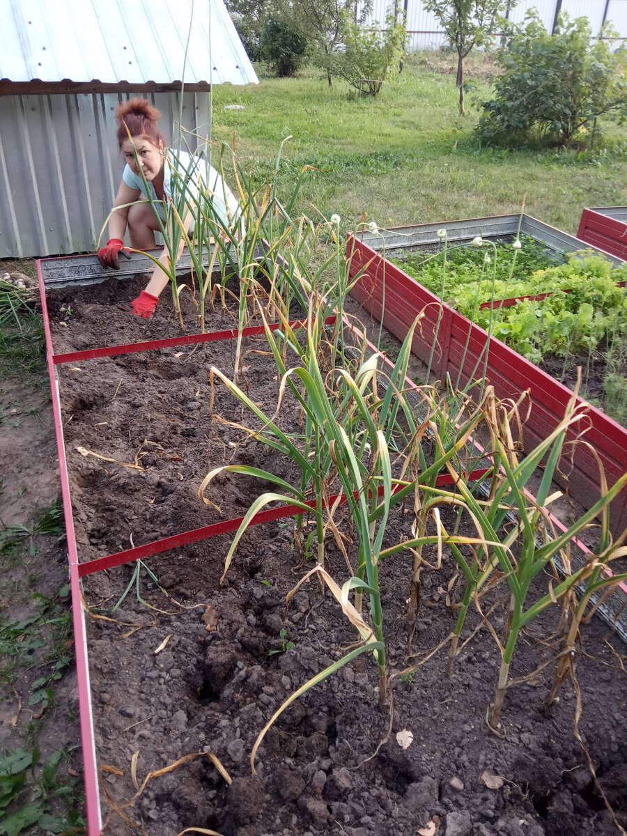 Любимое дело супруги. Огород)). Хлеба не нужно, дай в земле повозиться).