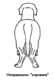 Сведённые скакательные суставы - коровина. Фото из открытых источников. 