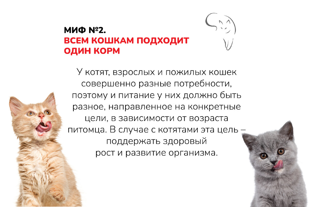 Чем кормить котенка 1.5 месяца без кошки