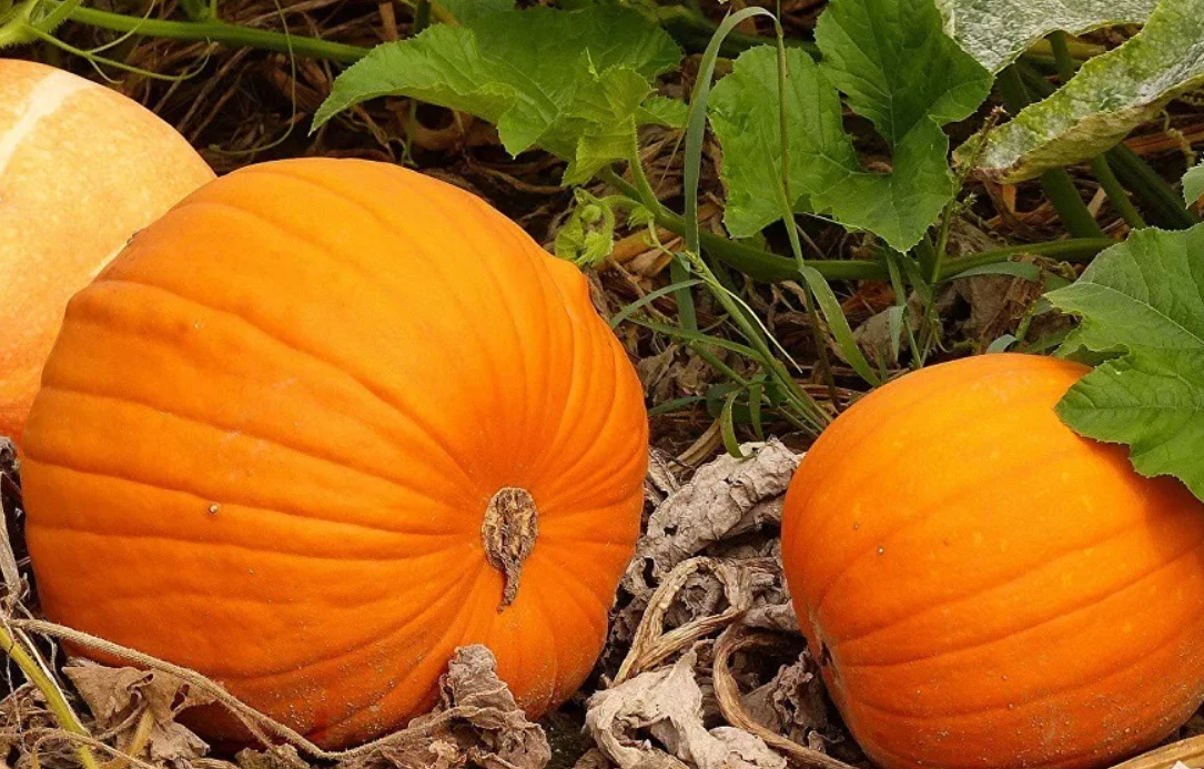 Как называется одна из разновидностей тыквы. Тыква Cucurbita maxima. Тыква обыкновенная — Cucurbita Pepo l.. Тыква крупноплодная россиянка. Тыква Биг Мун.