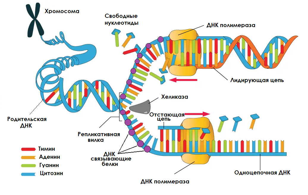 Генетическое деление