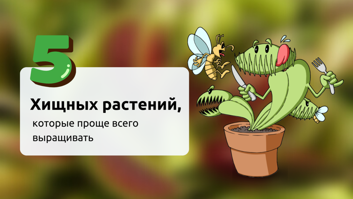 Венерина мухоловка