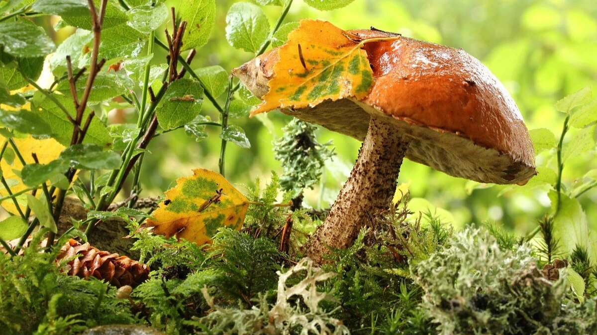 Фото: letsgophotos.ru