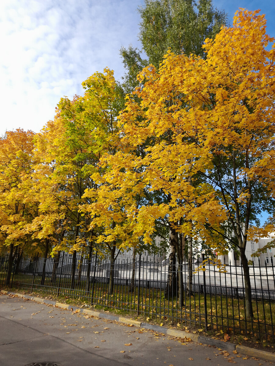 Осенние клёны