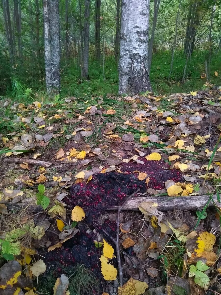 Следы пребывания медведя