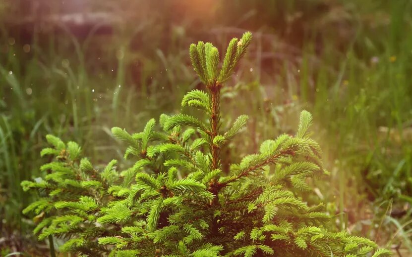    За последние 5 лет в Удмуртии высадили почти 50 тысяч гектаров леса