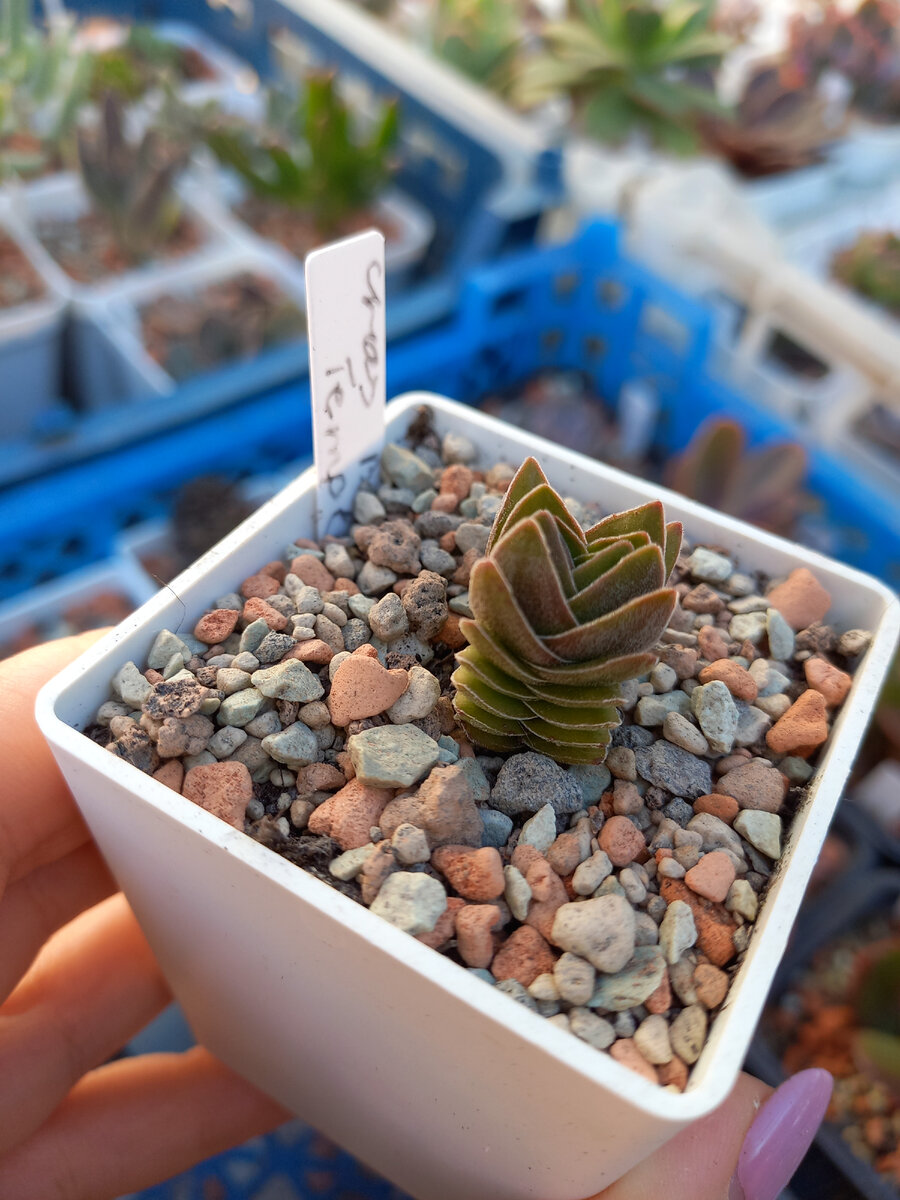 Crassula Buddhas Temple