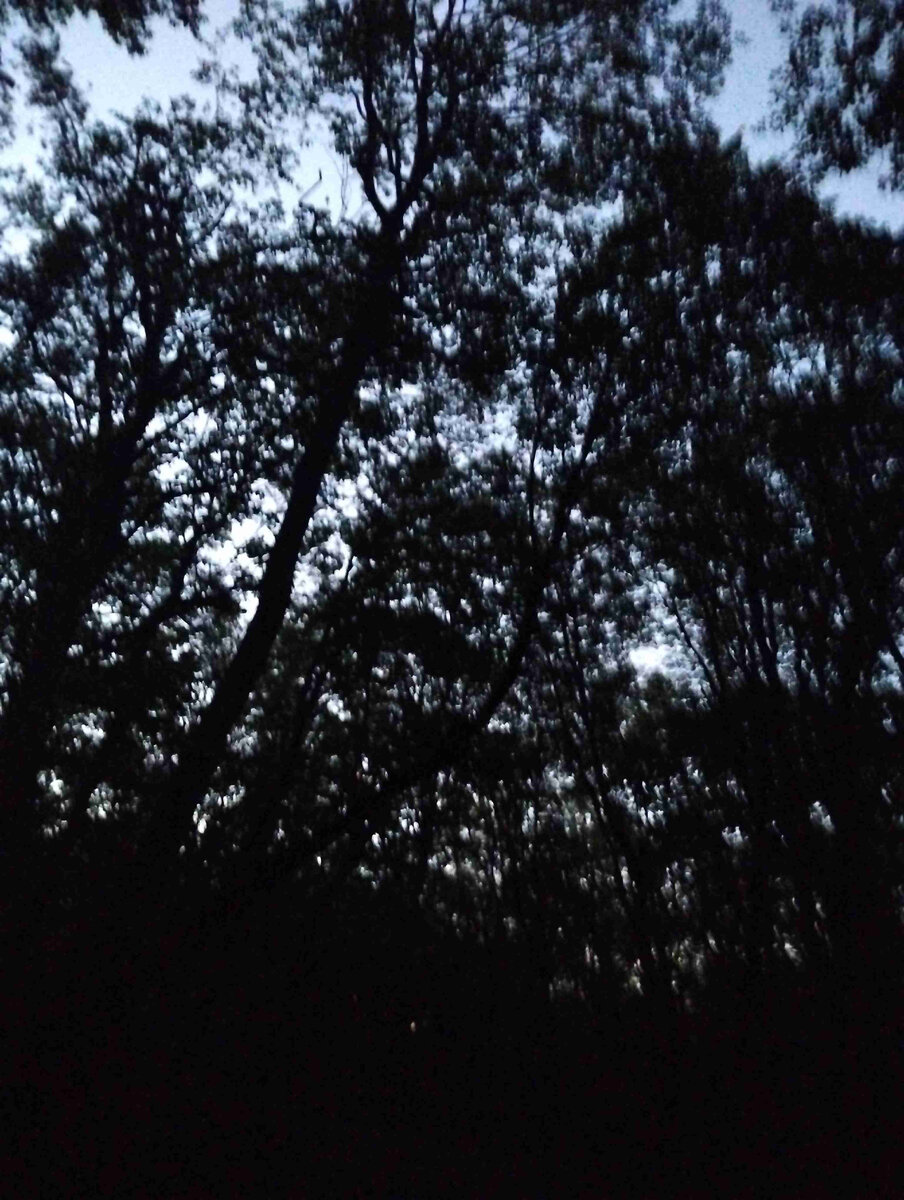 Где-то в лесу