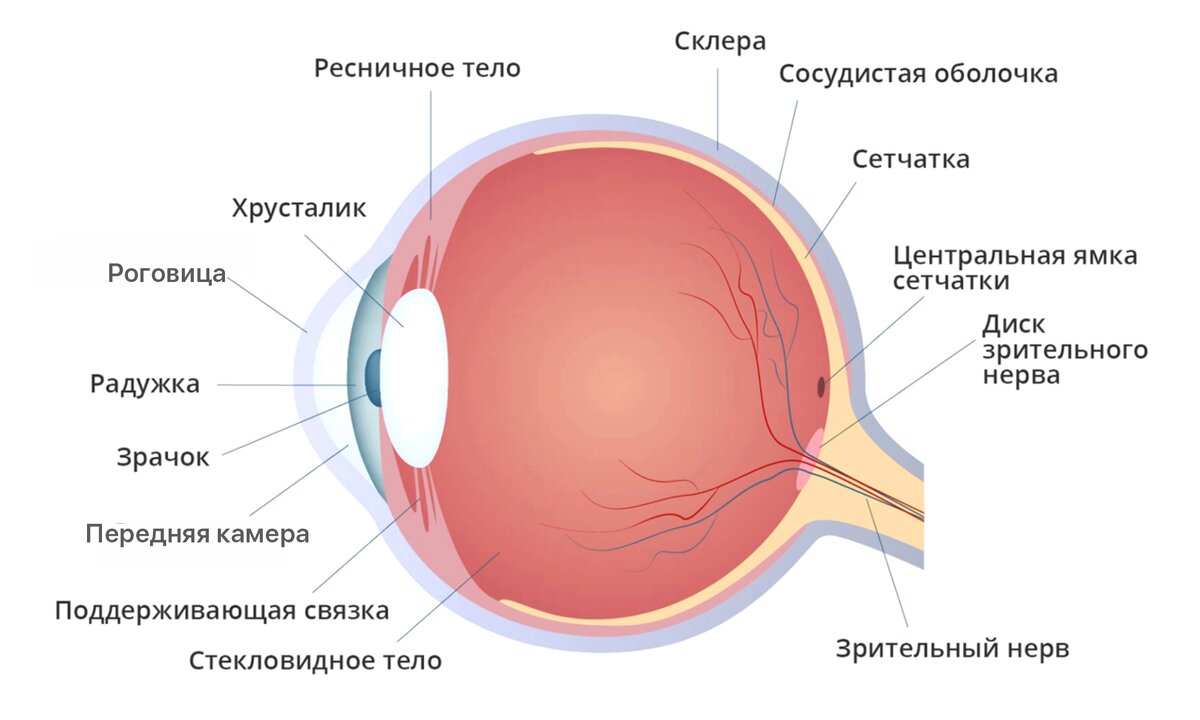Оптические среды глазного яблока
