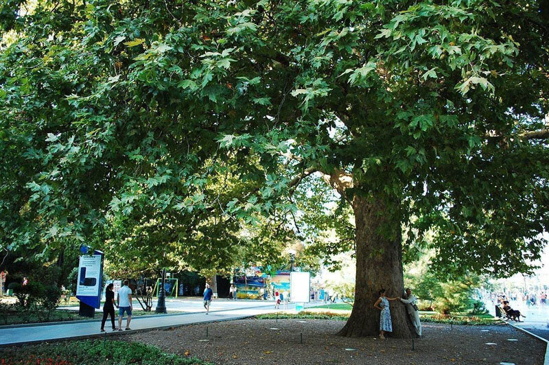 Платан дерево в крыму фото Деревья Крыма, которые я считаю самыми удивительными Блокнот локаций Дзен