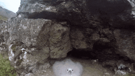 Буревестниковый глупыш