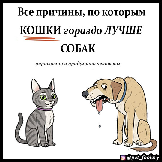 кошки лучше собак