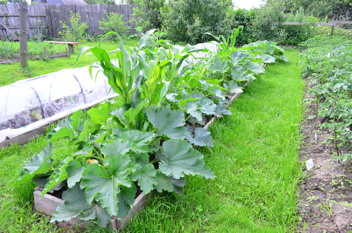 Мне нравятся смешанные посадки. Например, кабачки и кукуруза.