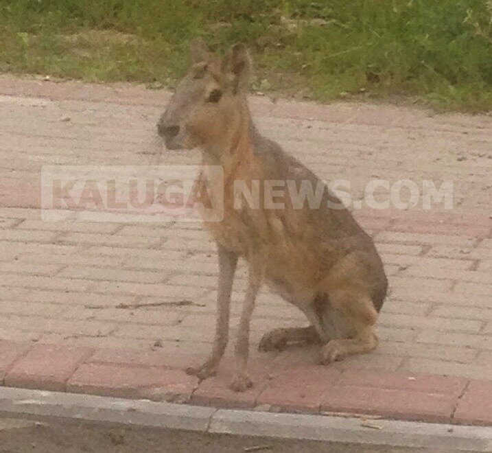 фото kaluganews.com